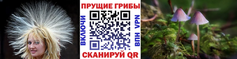 купить наркотики цена Дигора Галлюциногенные грибы Psilocybine cubensis